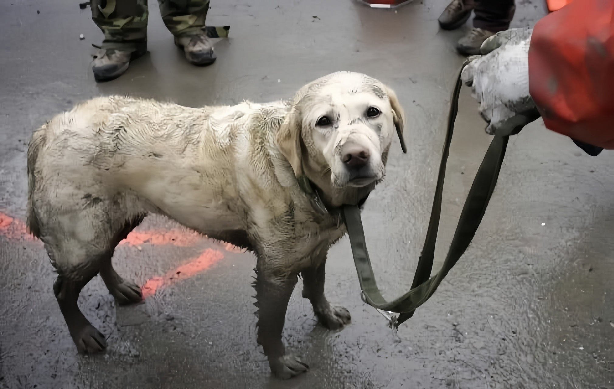 这只搜救犬奋战了二十四小时,拯救数十条生命!#搜救犬# #土耳其地震