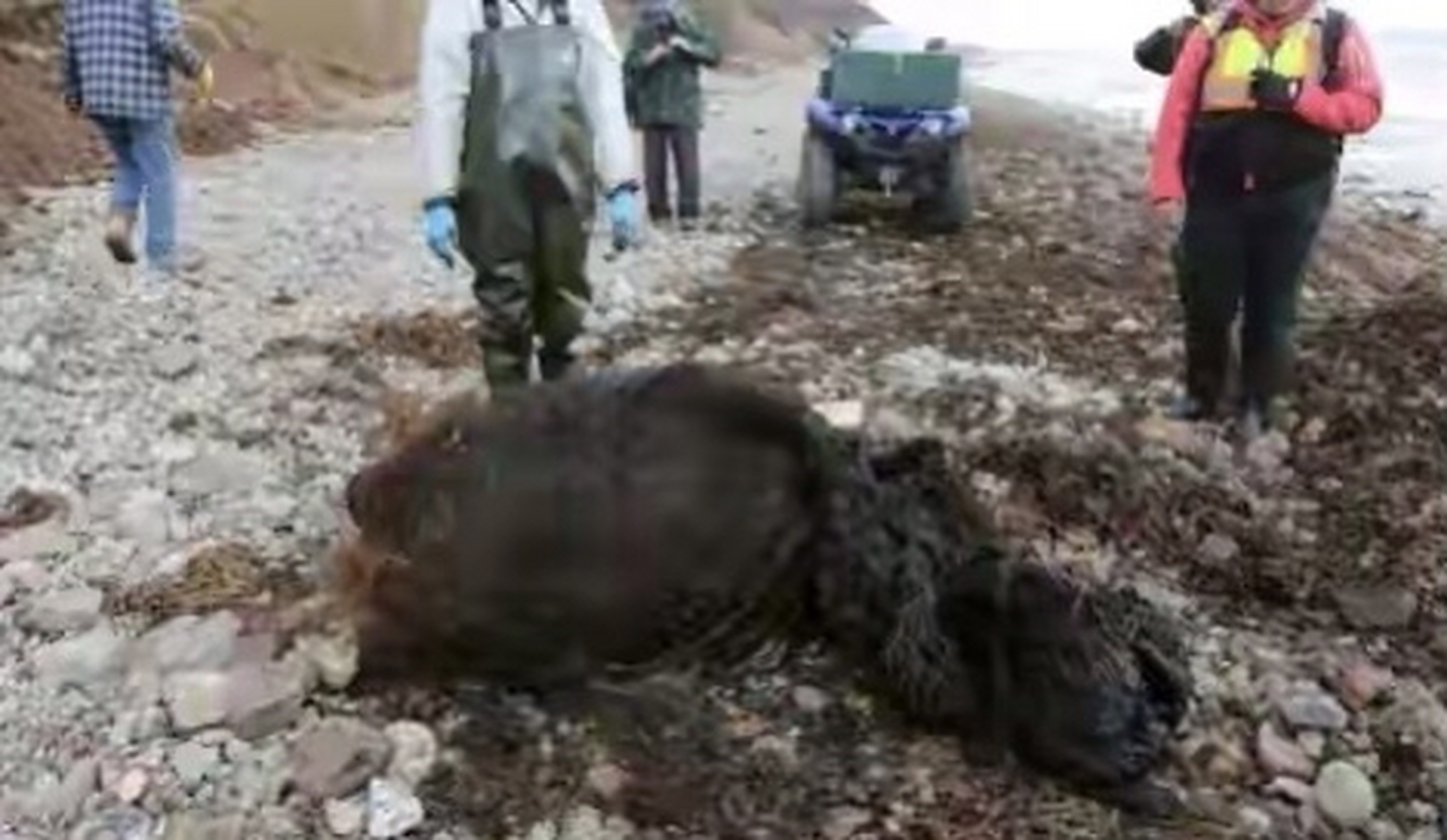 抹香鲸搁浅死亡，抹香鲸搁浅死亡的原因