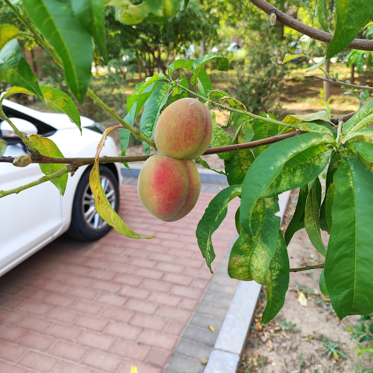 桃树照片真实图片