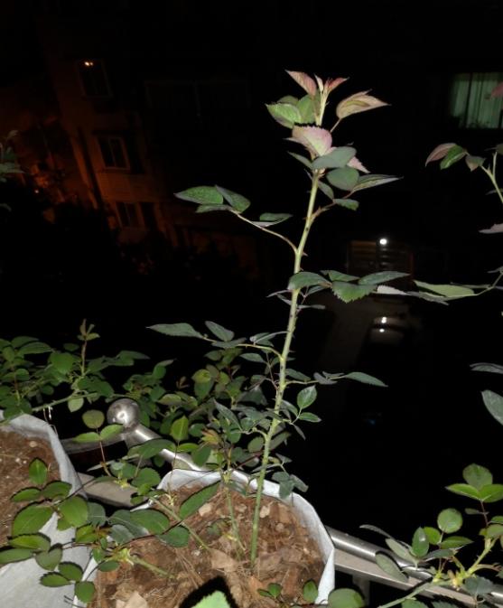 蜻蜓很吃肥吗?需肥量比一般月季都大吗?比如跟加百列,路西法比