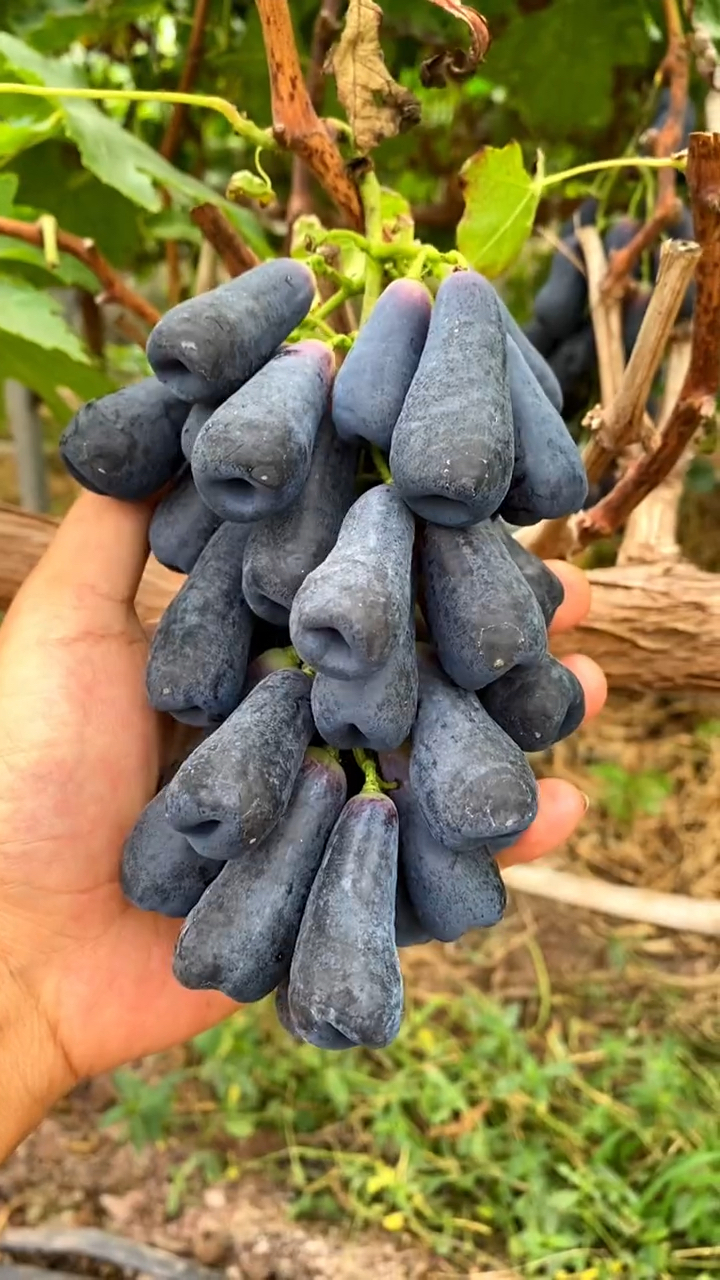 甜蜜蓝宝石葡萄苗结果表现甜蜜蓝宝石葡萄苗价格贝达砧木嫁接丰产性强