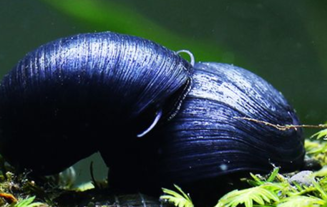 黑金刚螺会不会爆缸呢?