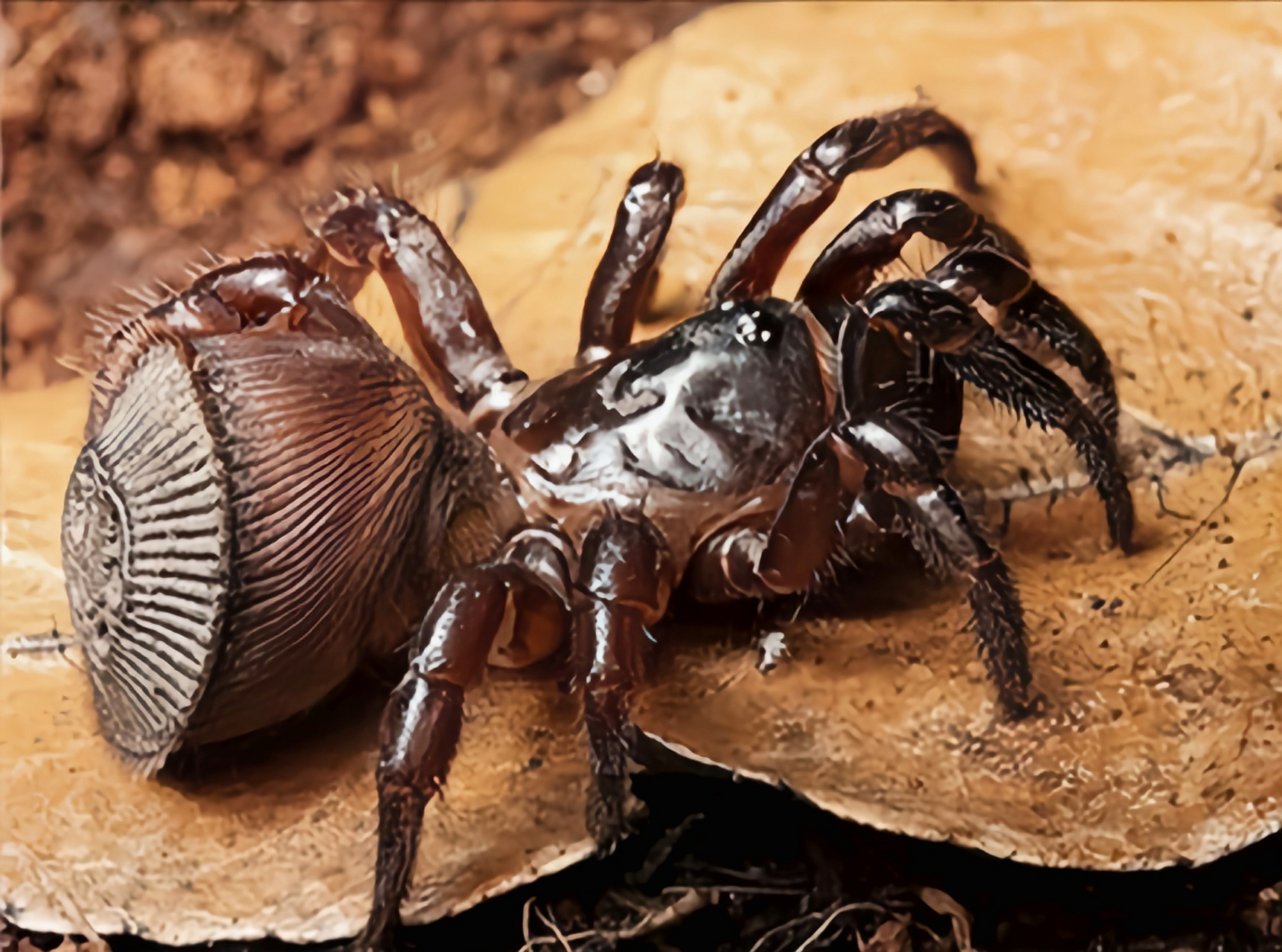 分布于我国福建,浙江,四川等地. 金钱活门蛛体长2.