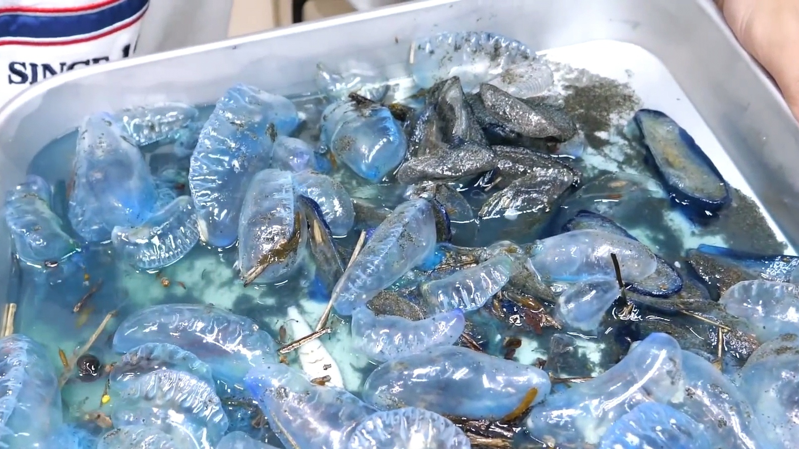 日本美食博主吃僧帽水母