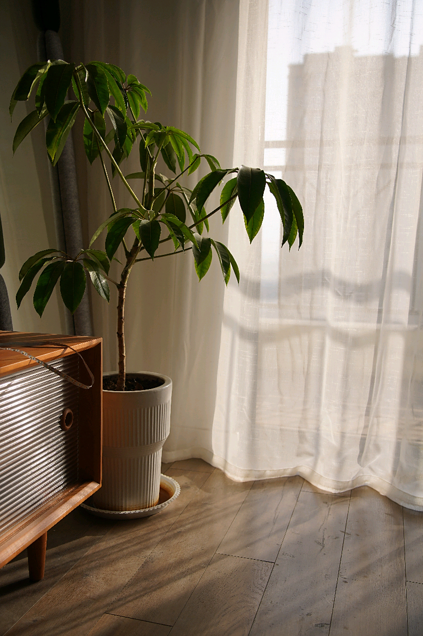 客厅朝东一定要装个薄纱窗帘 如果客厅朝东的话,强烈建议做成双窗帘