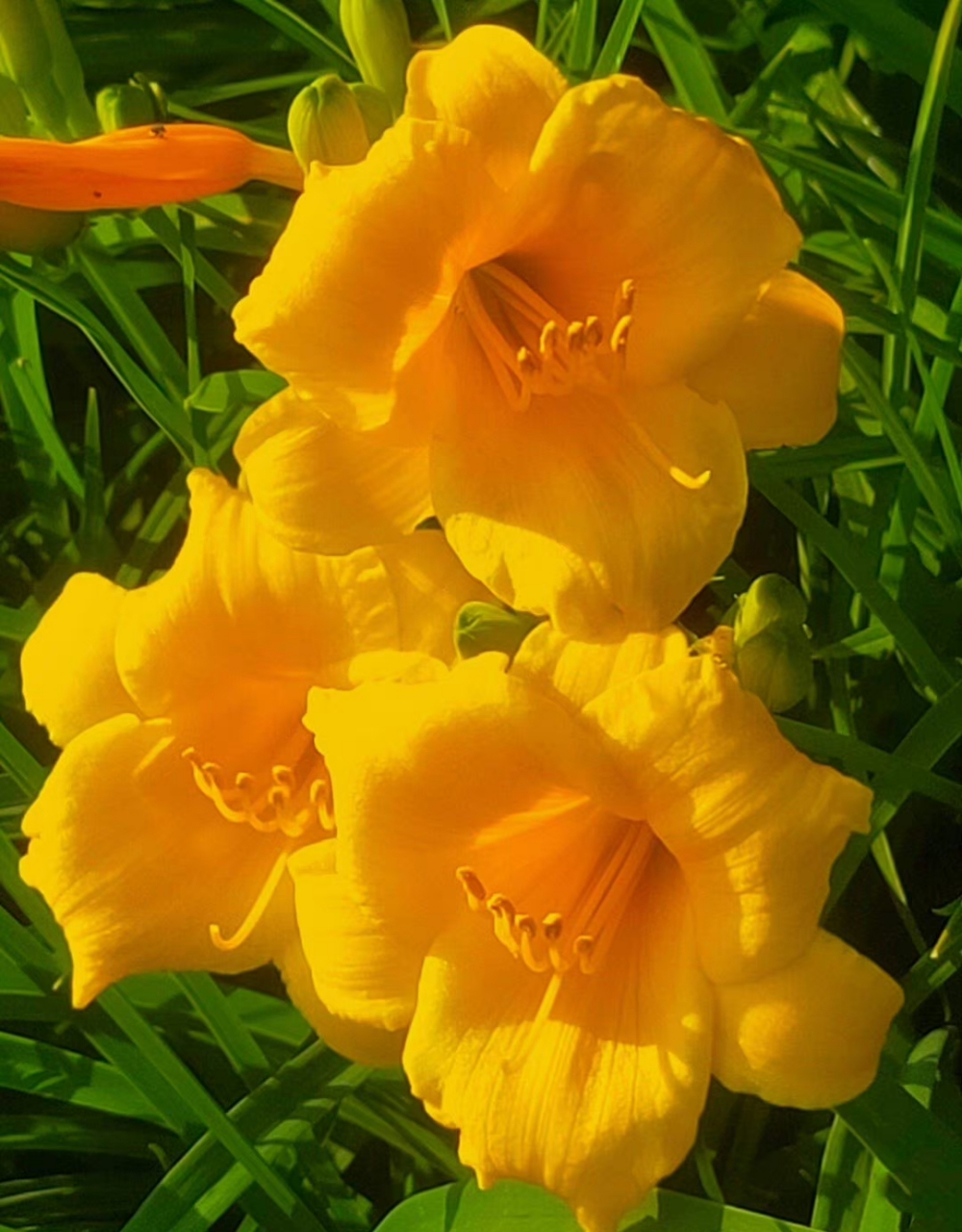 《金娃娃萱草》     萱草芬芳夏日花, 荒坡野岭走天涯.