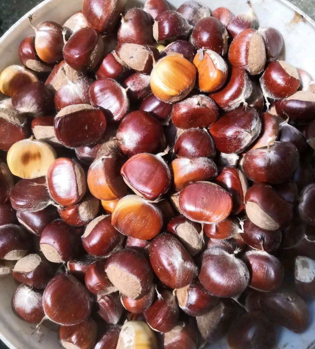 河源老树油栗真正好吃的板栗