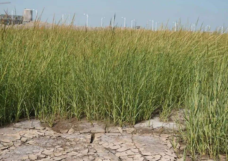 互花米草入侵的危害