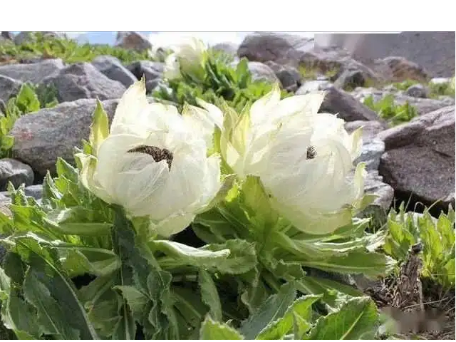 上古八大奇花是什么