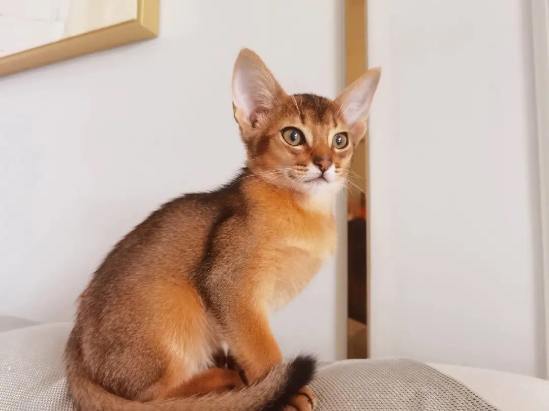 猫咪品种百科:阿比尼西亚猫,最古老的猫咪品种之一
