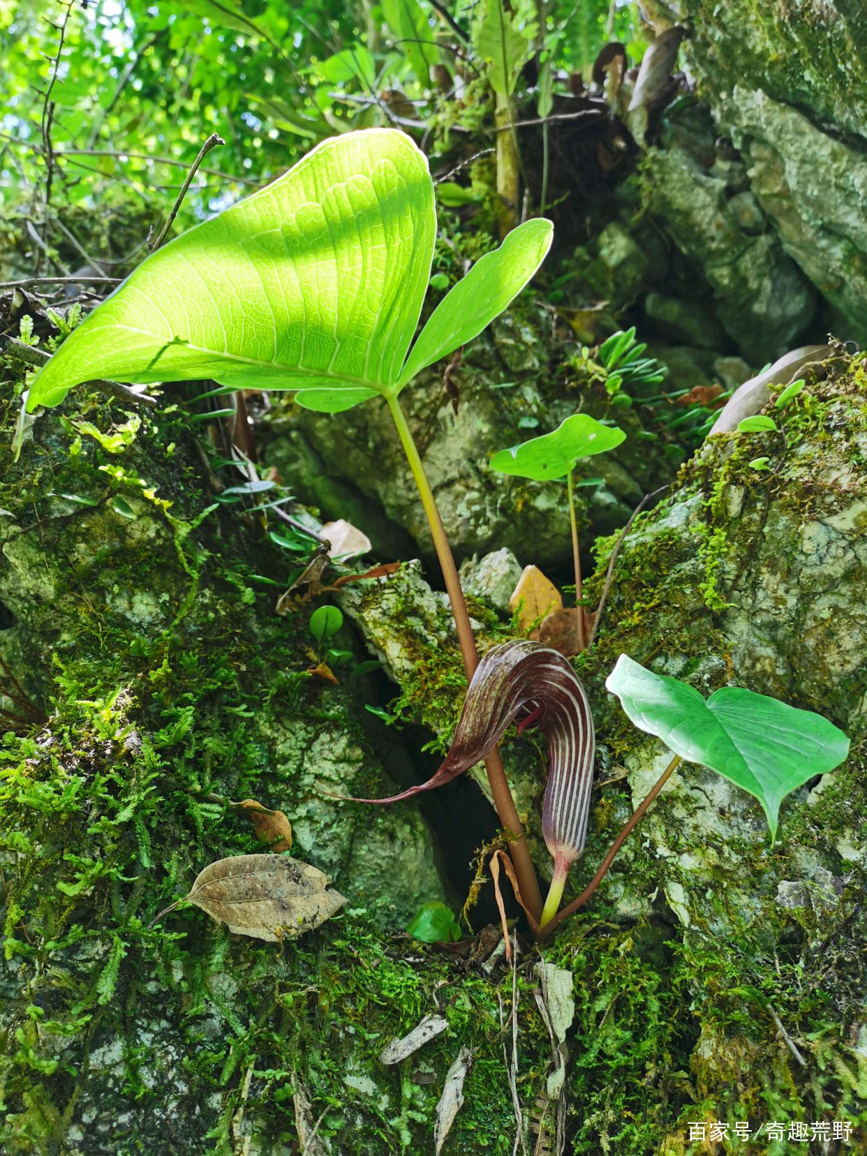 带你领略大自然的魅力之象头花