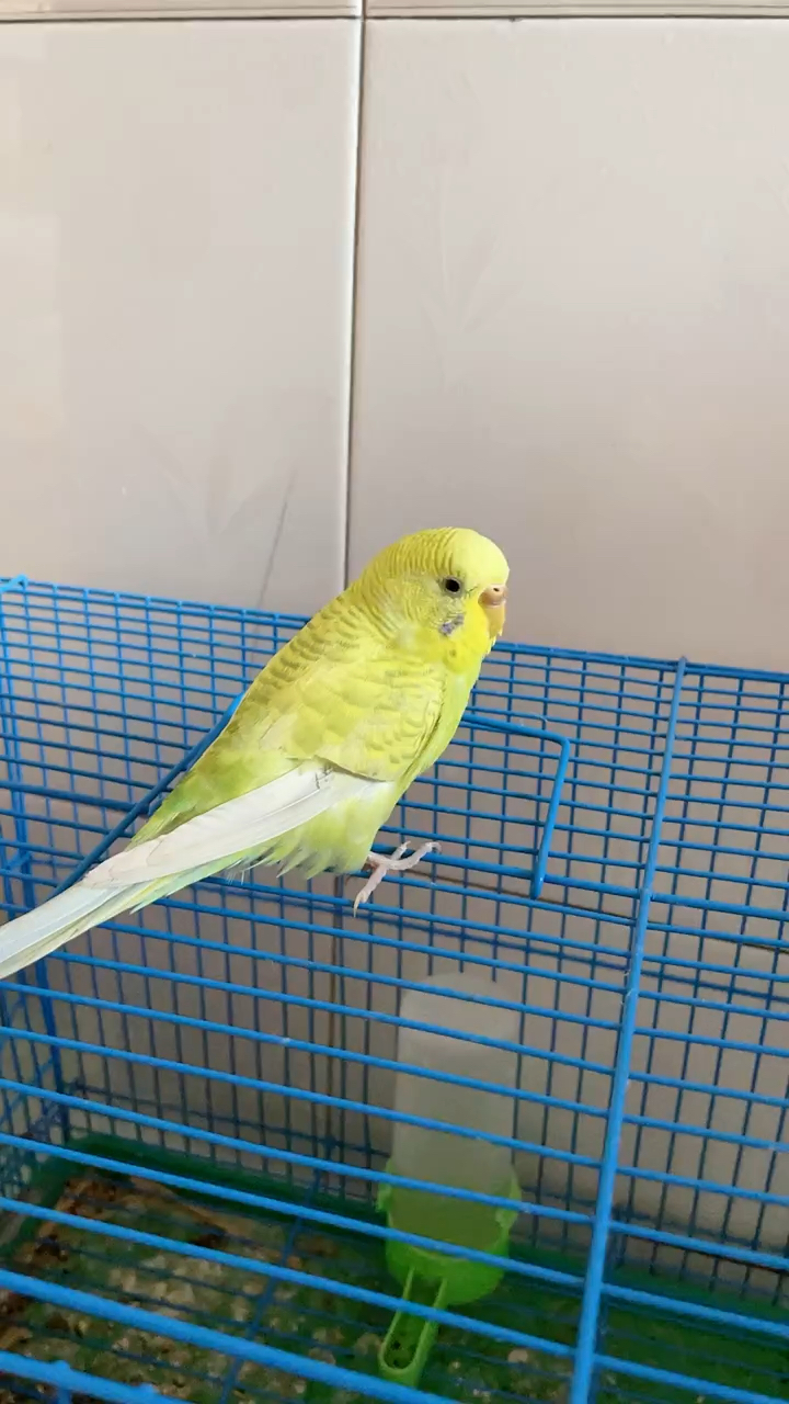 手养虎皮鹦鹉