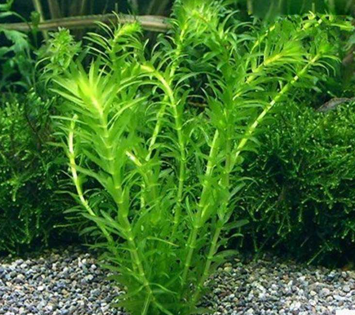 淡水藻类植物有哪些