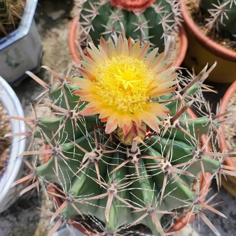 仙人球徒长的上限在哪?花友的图片很有代表性,做好两点养好不难