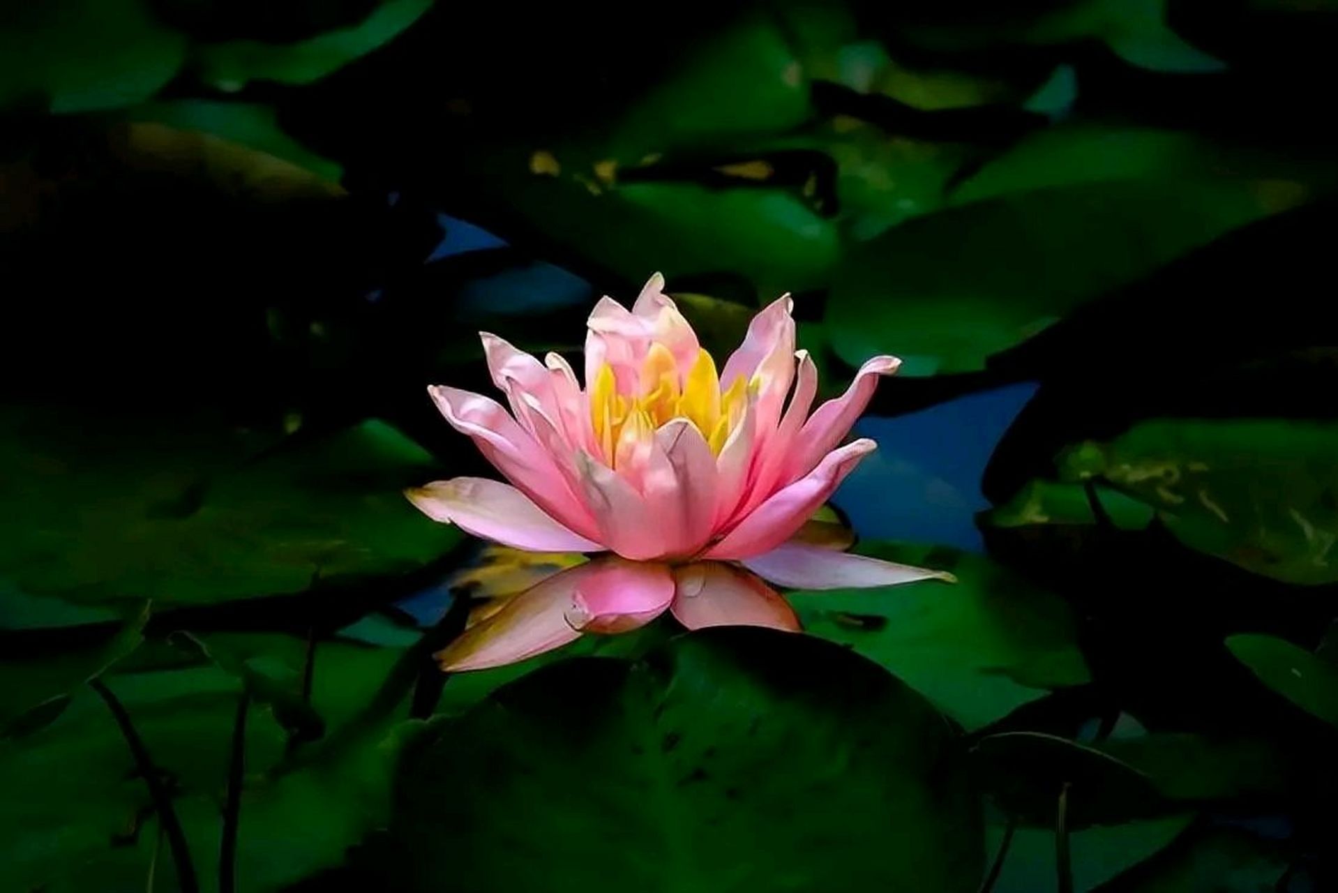 为何佛教爱用莲花而不是荷花?它们二者之间到底有什么区别?