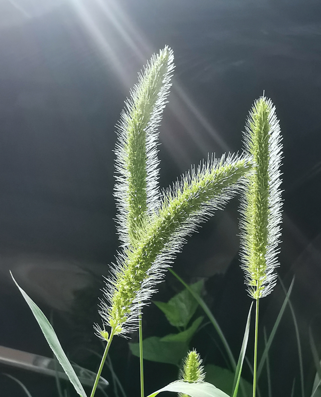 七绝:狗尾巴草        (二) 逆光刺眼介身毛, 一有风吹便动摇.