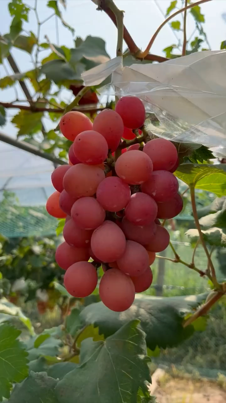 妮娜皇后葡萄种植地区图片