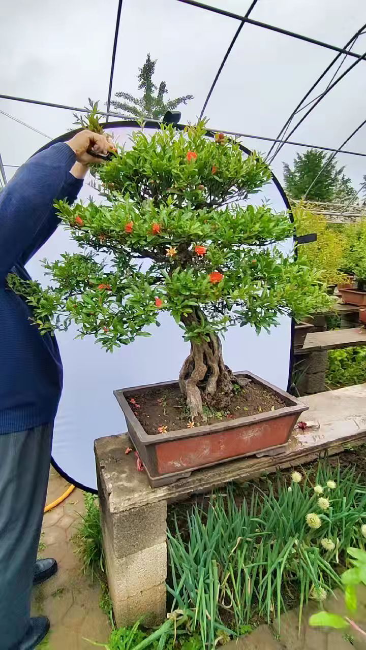 修剪一盆龄二十年的石榴盆景,树形优美枝干粗壮