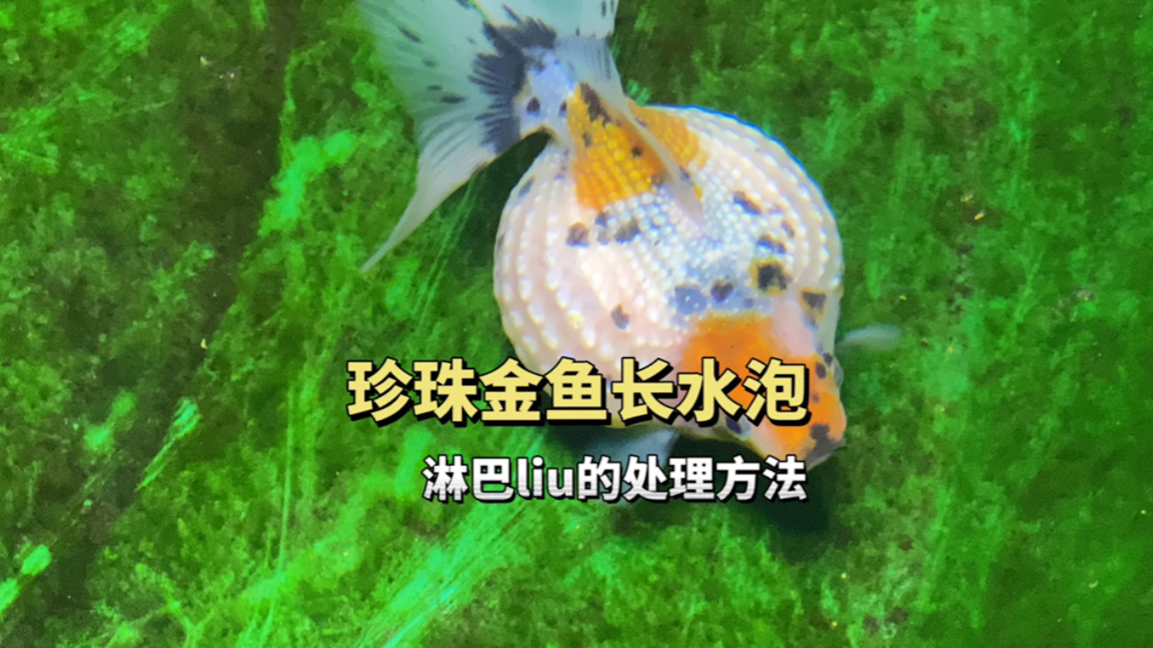 珍珠金鱼体表长水泡,淋baliu的处理方法