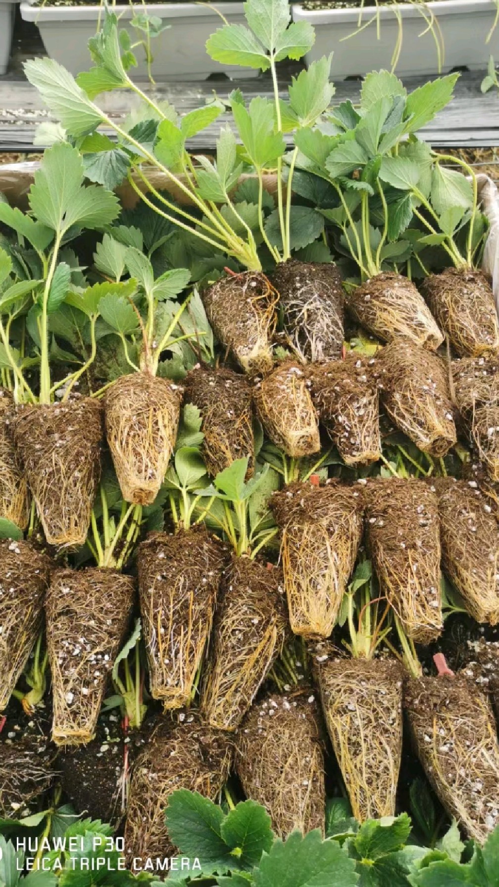 中国农科院脱毒草莓苗图片
