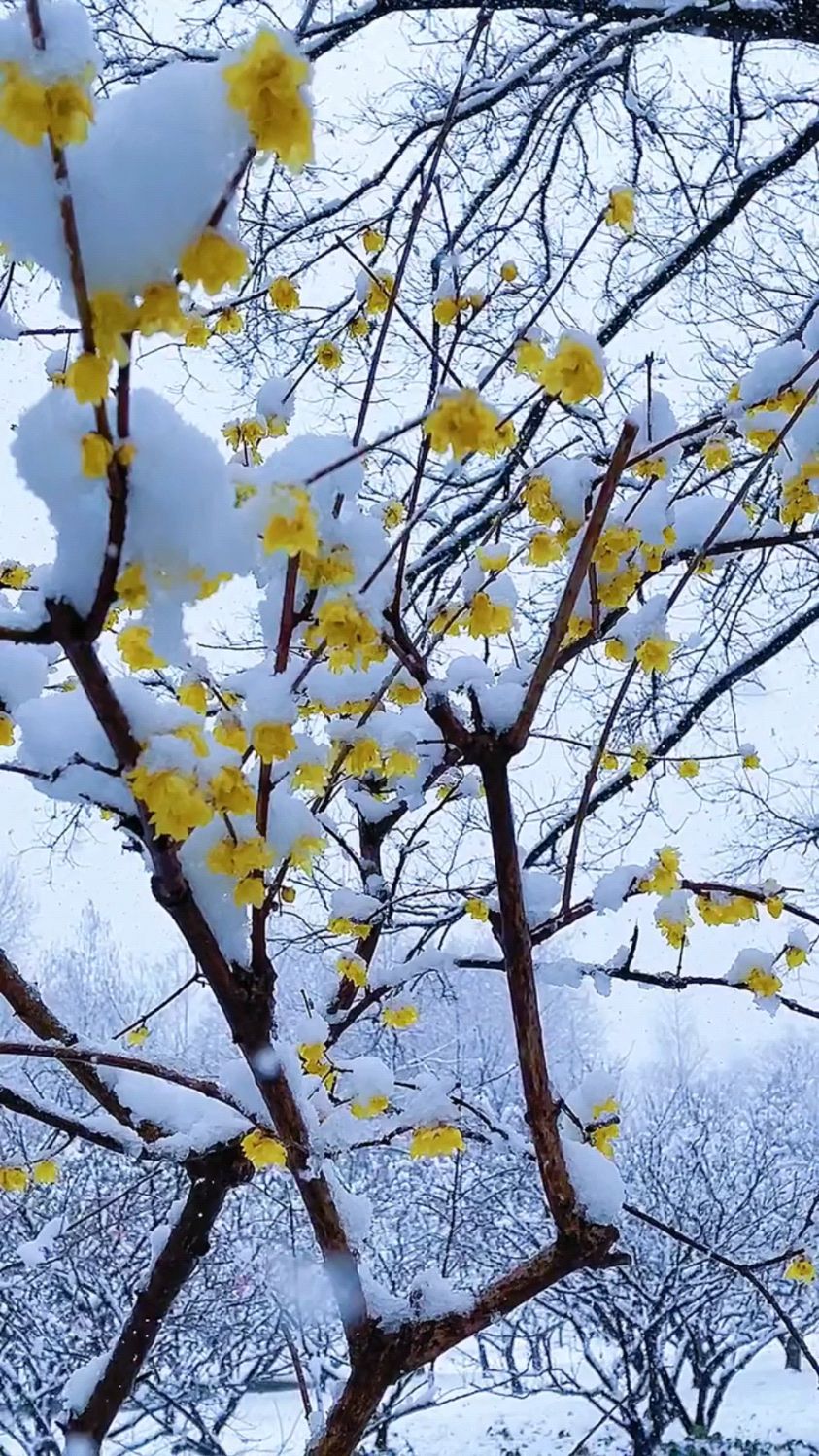 江西南昌:傲雪凌霜,腊梅怒放