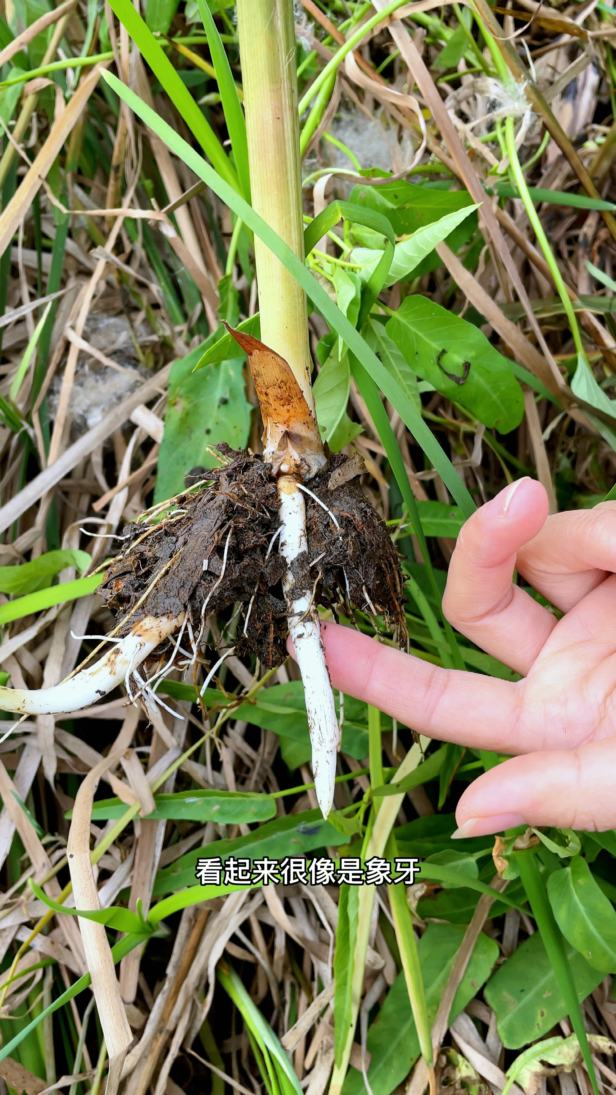 香蒲的根状茎,象芽菜,你家乡也有这种植物吗-度小视