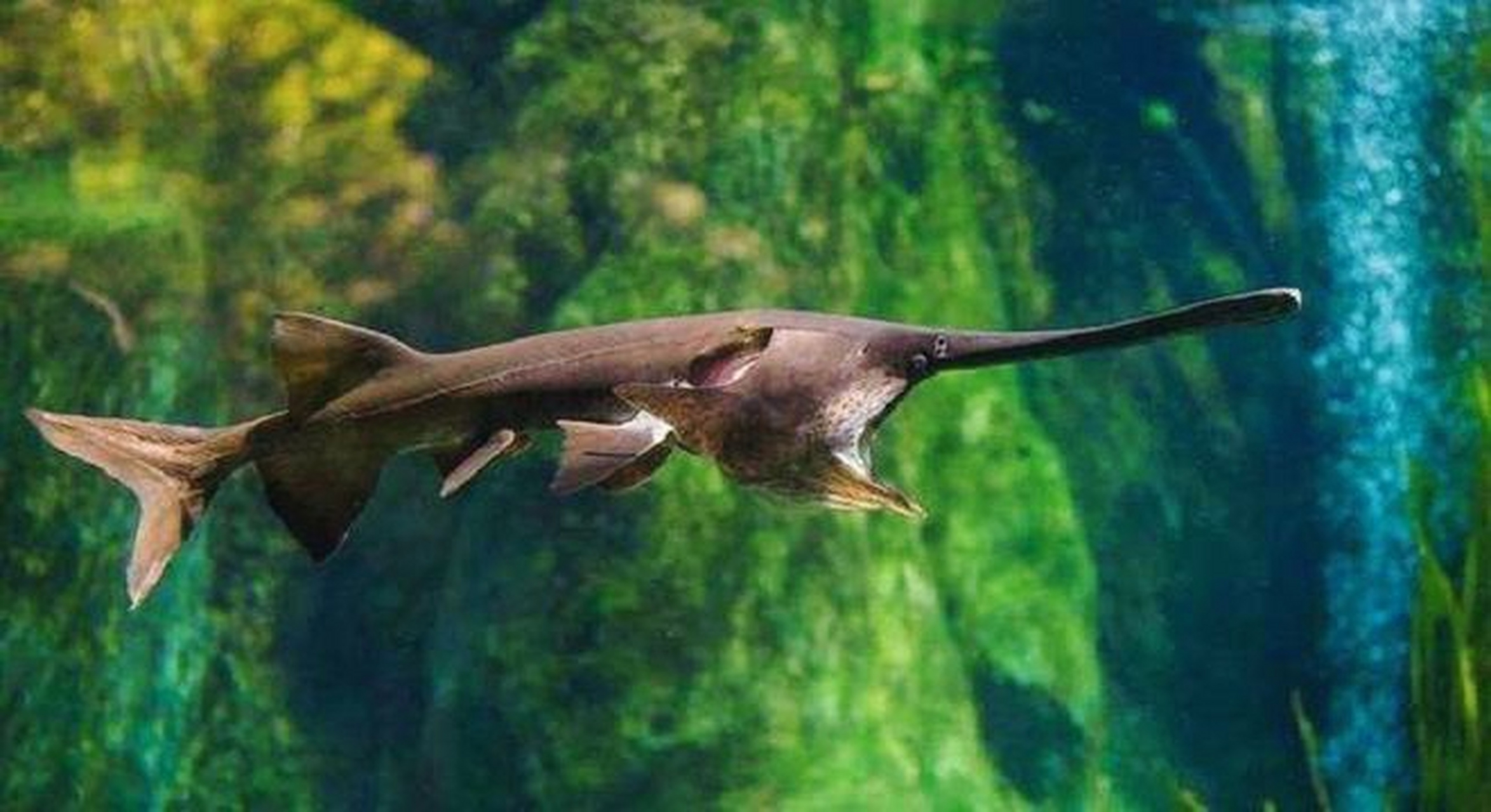 【品味自然馈赠,尽享鸭嘴鲟盛宴】  鲟鱼历来是美食界的珍宝,而鸭嘴鲟