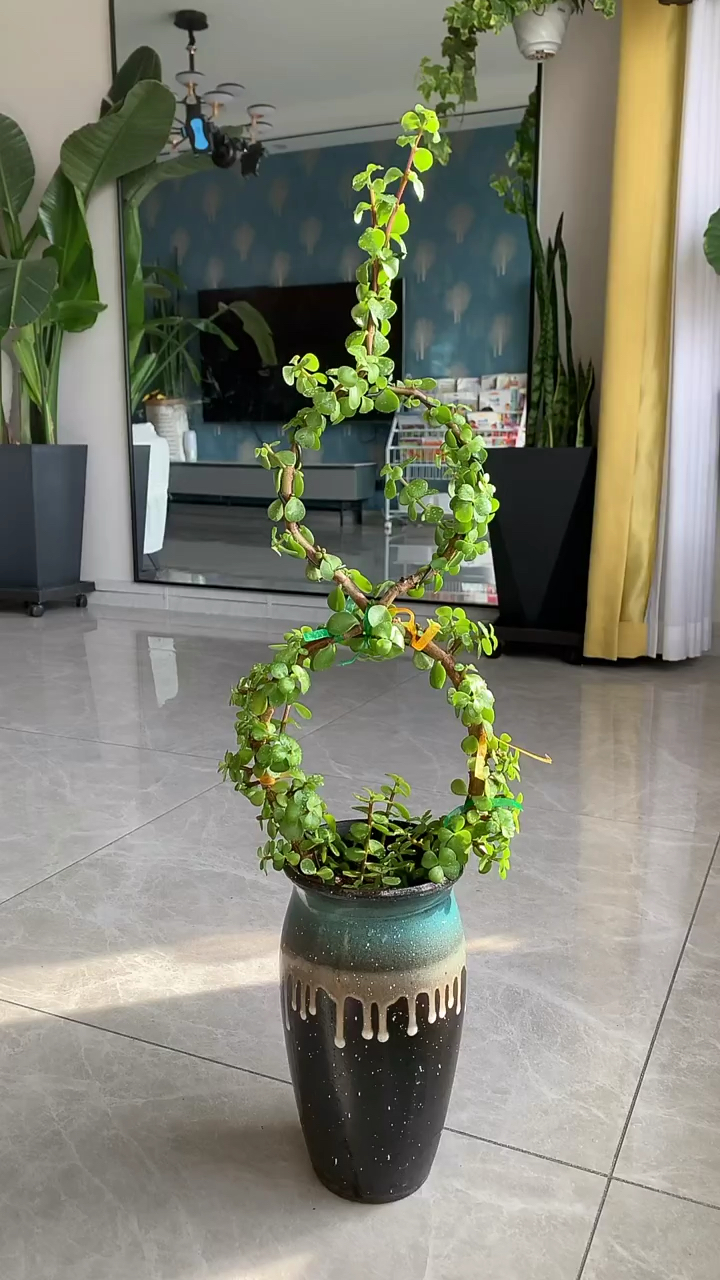 金枝玉叶造型盆景