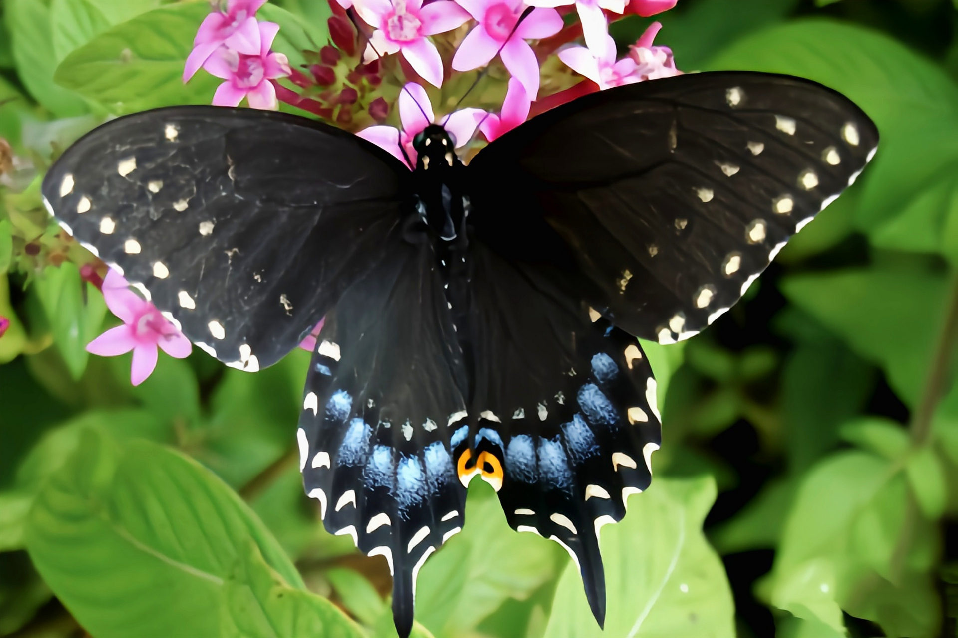 每天认识一种昆虫——铂凤蝶 珀凤蝶是鳞翅目,凤蝶科,凤蝶属昆虫,原产