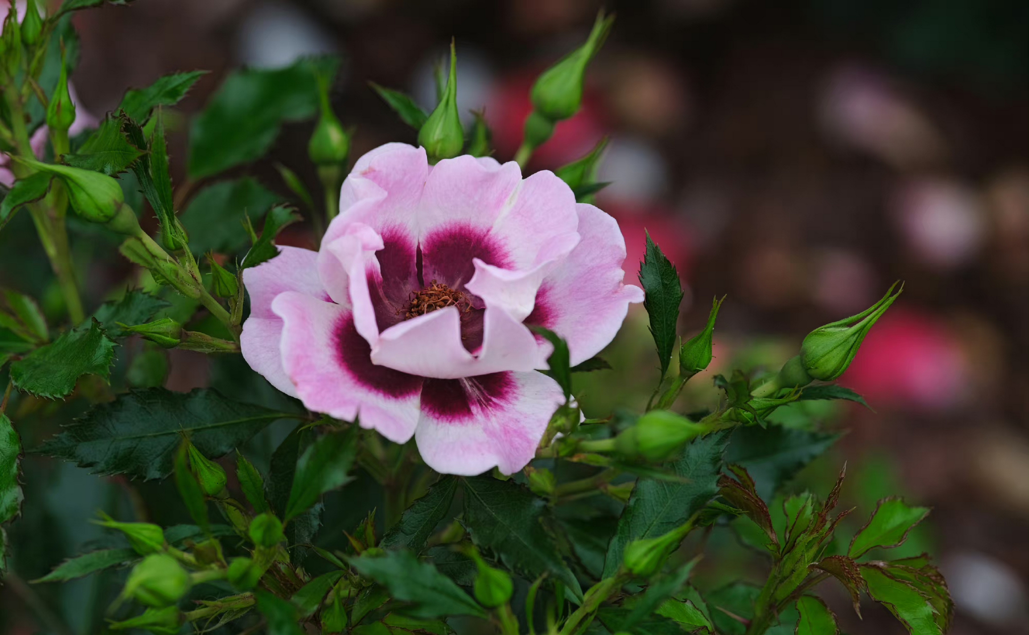 rosa babylon eyes  系列-巴比伦眼睛月季.