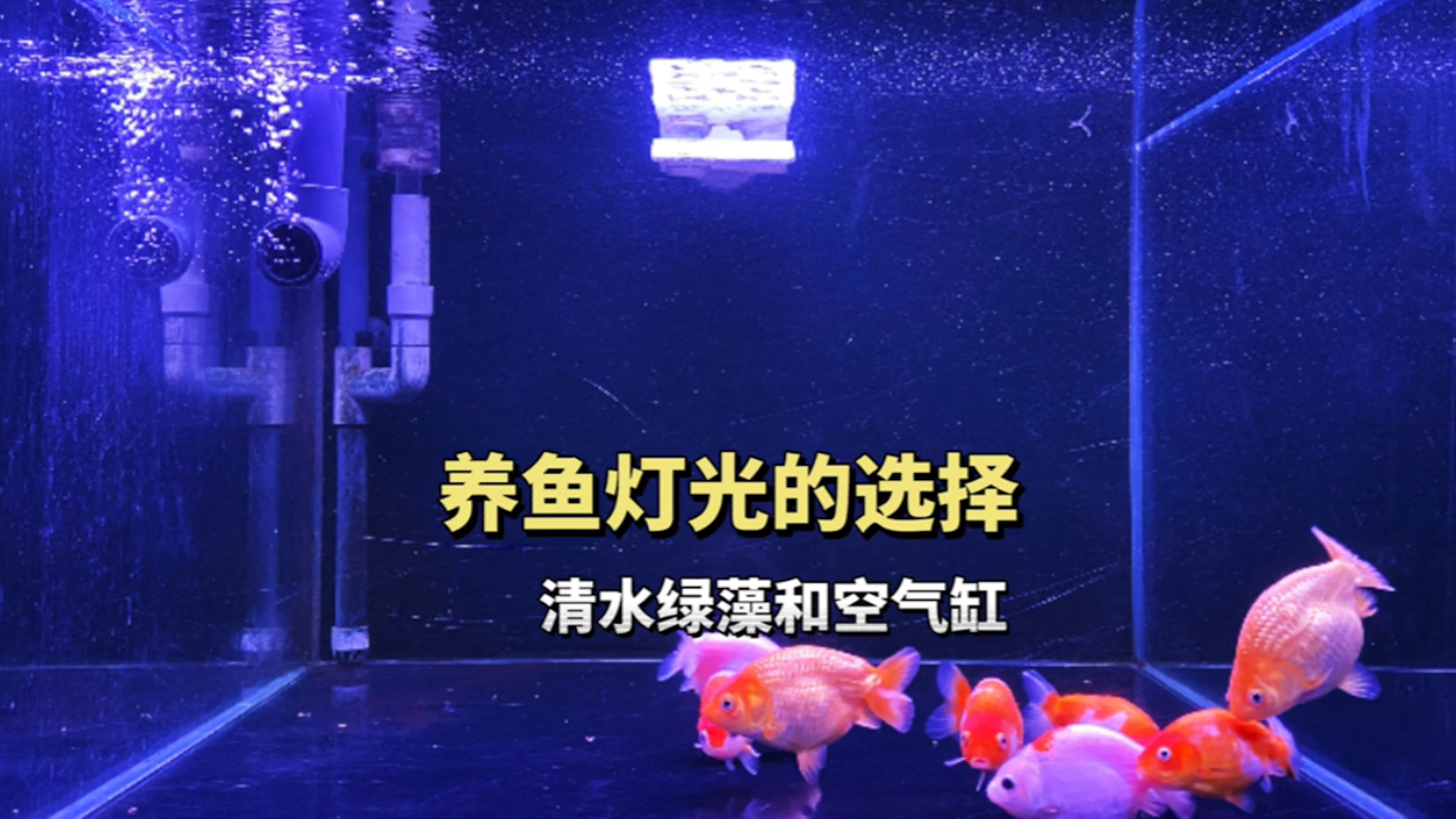 养金鱼一定要晒绿藻吗?绿藻有利有弊,还是裸缸养金鱼舒服多了