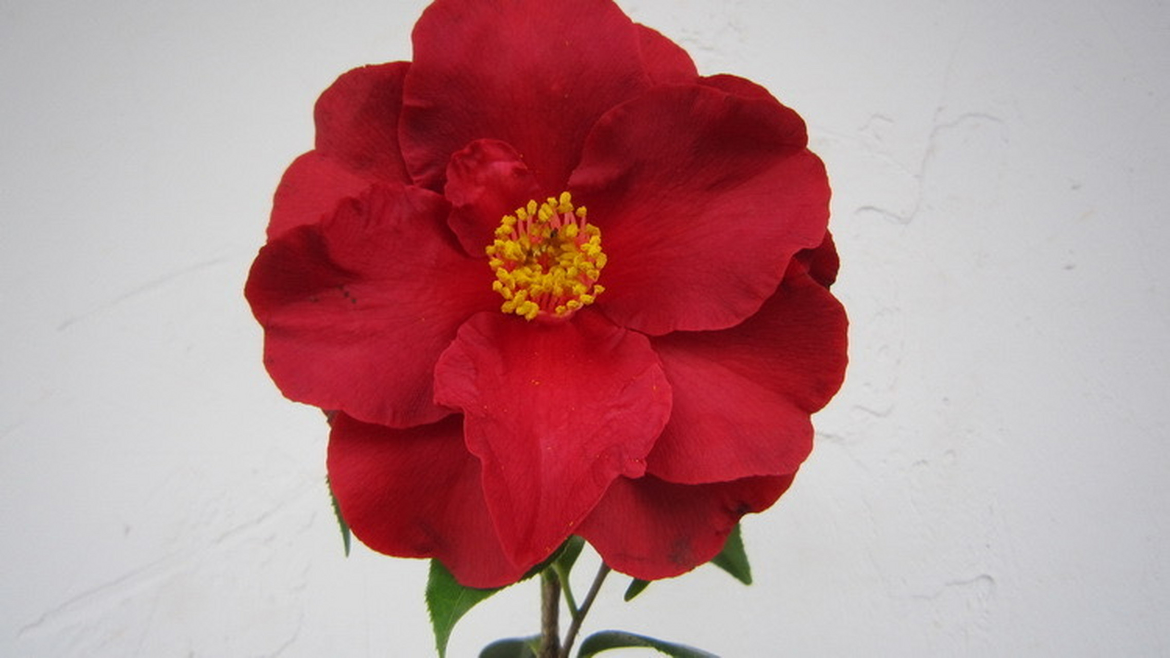 王一博同款香奈儿红色山茶花[心]