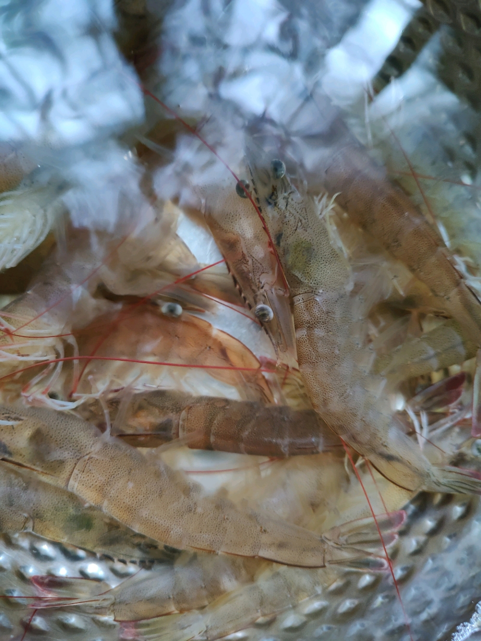 大家都买活虾,死虾没见人买.