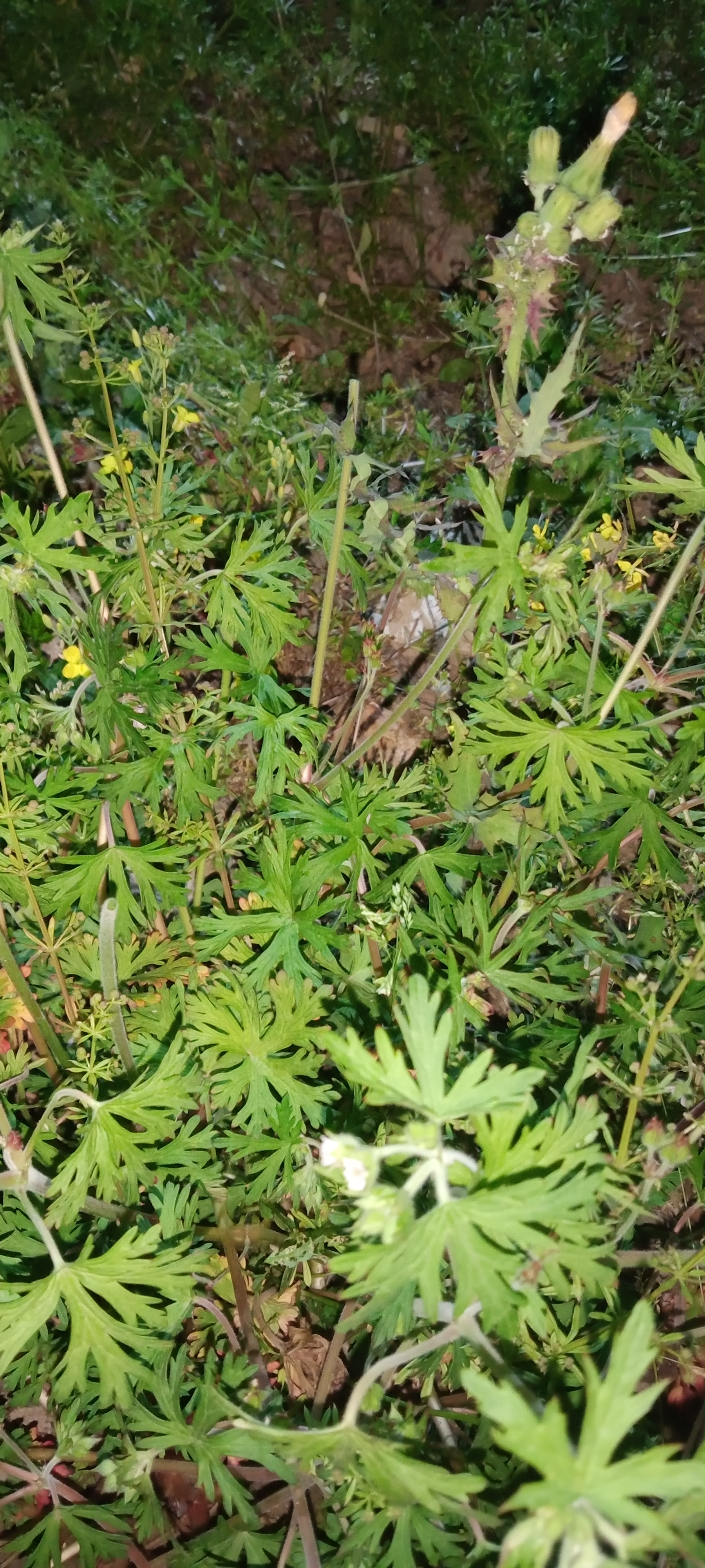 牻牛儿苗可食用