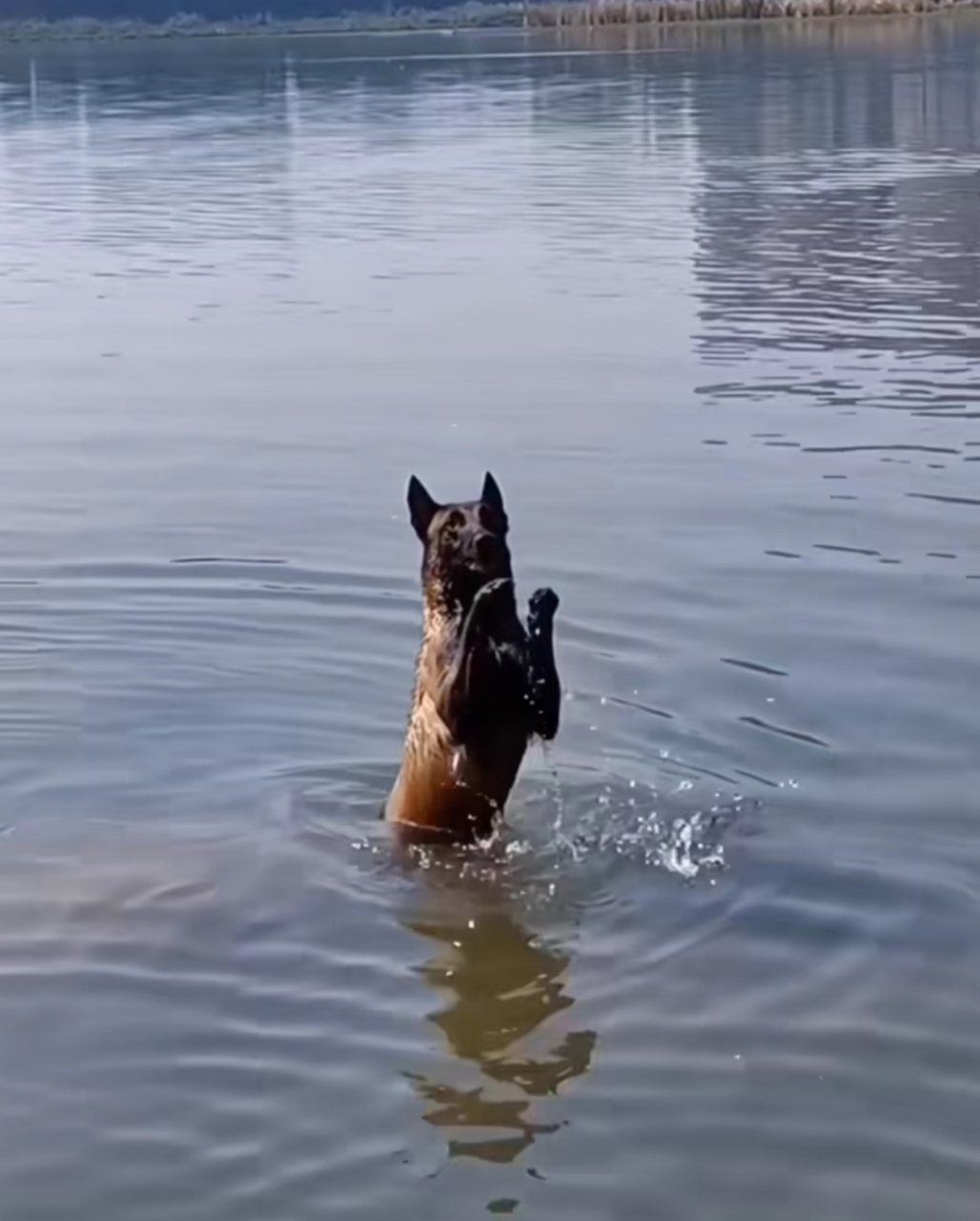 警犬闪电的图片图片