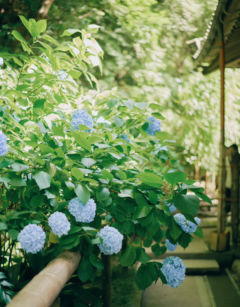 我宣布明月院的紫阳花是今夏最喜欢92真诚待人,即使秋叶飘落,鲜花