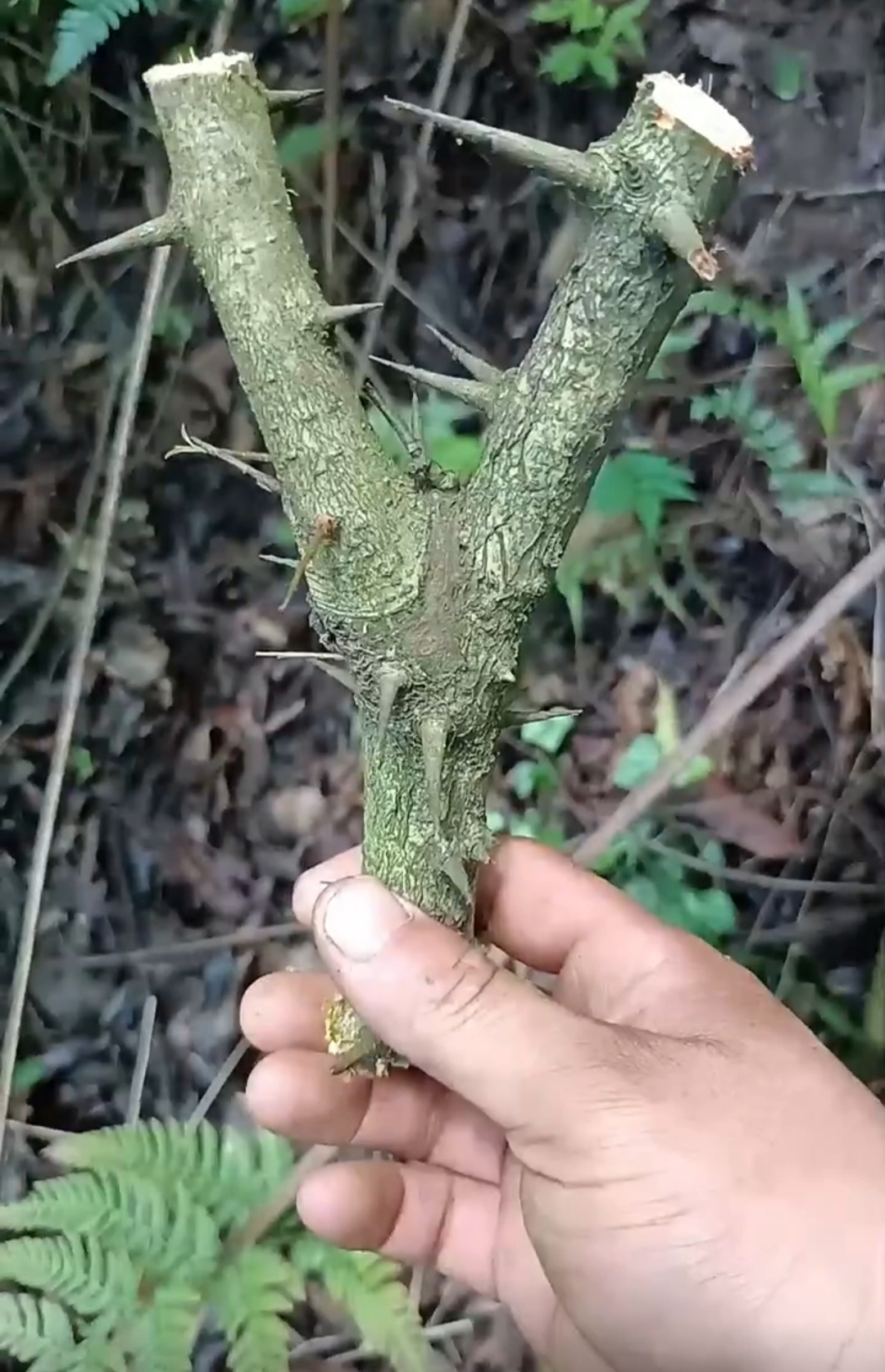 儿子让我给他做弹弓这么大刺这咋弄啊?