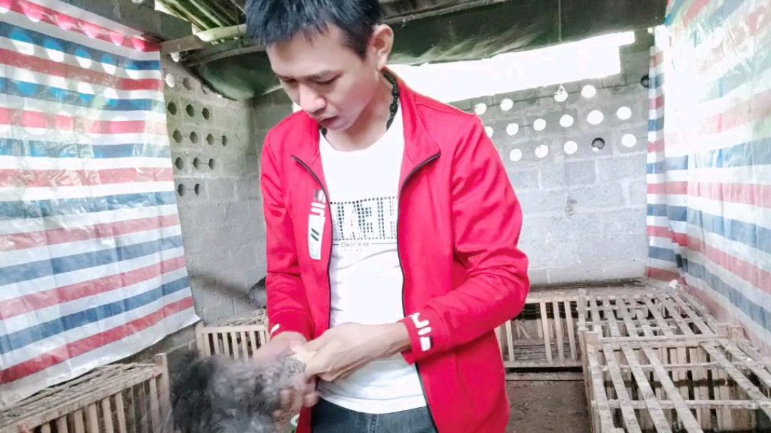 养鸡就养芦花鸡,蛋肉两兼得