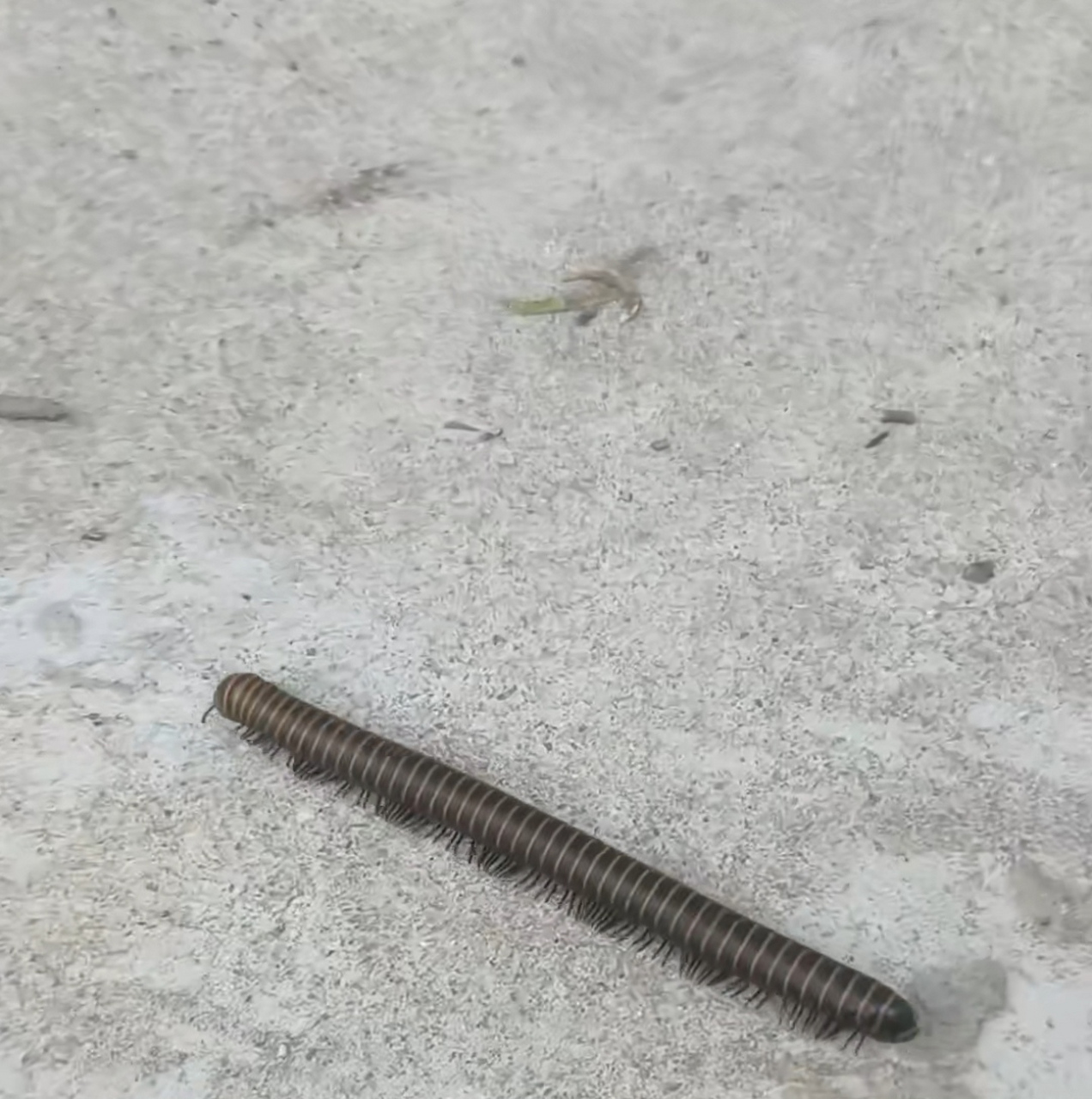 目测比蜈蚣腿还多,谁知道这是什么虫子?