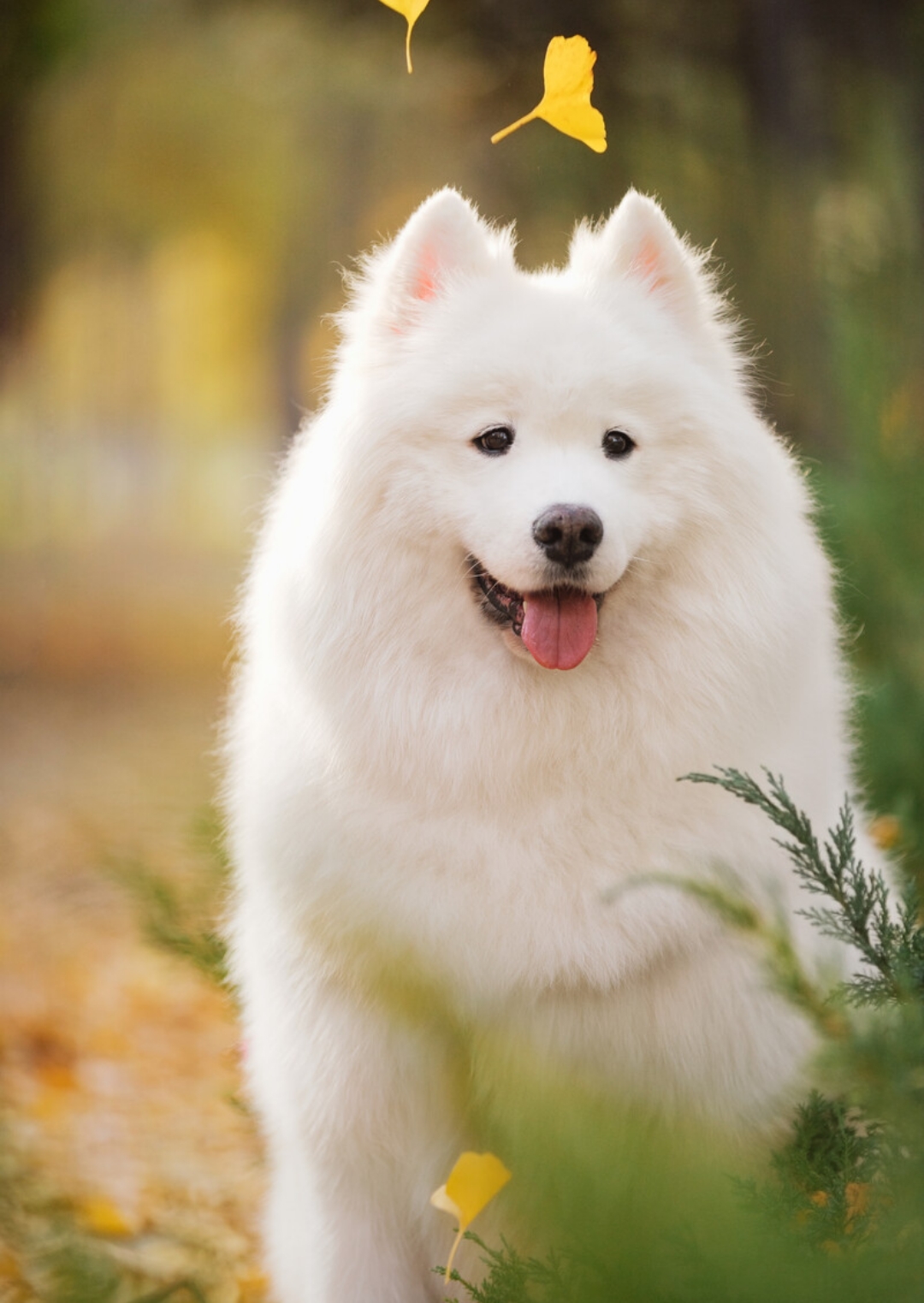 贴心又乖巧的宠物狗萨摩耶