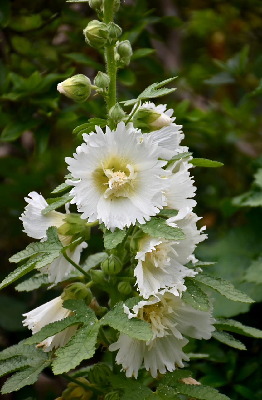 白色蜀葵  最早于四川发现,故得名.在端午开花,称端午花.