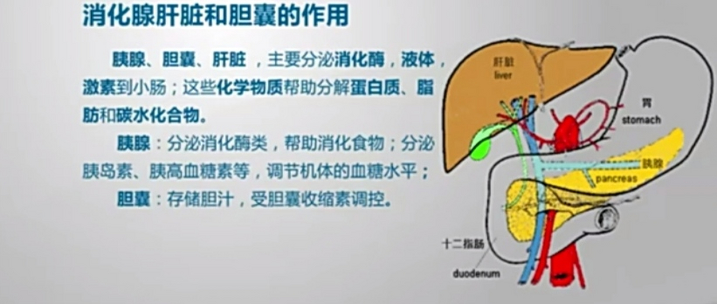 人體結構簡述10一一消化系統,消化腺肝臟和膽囊的功能作用