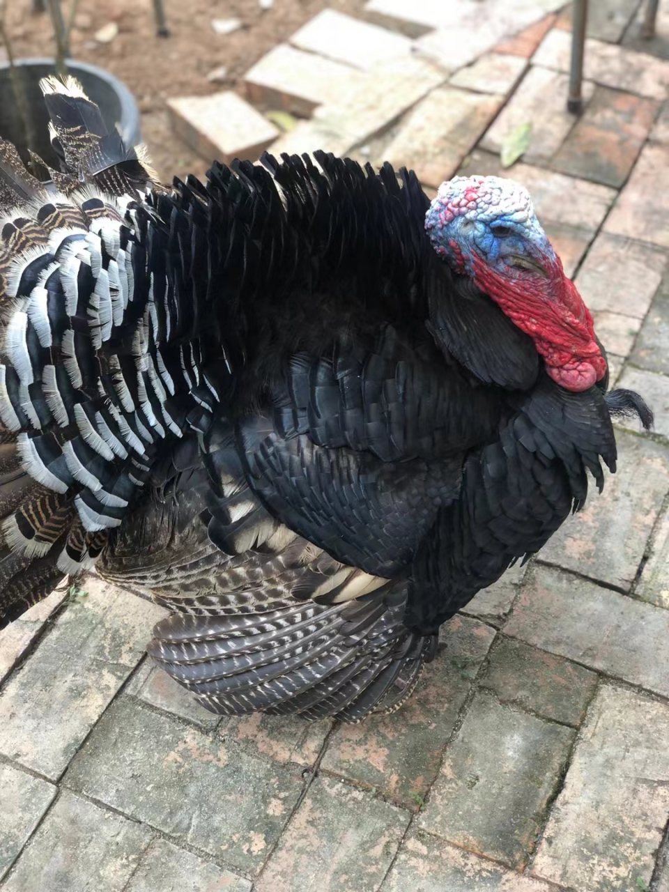 别人家养的火鸡94 好有毒的样子90 头在变红,说明它开始耀武