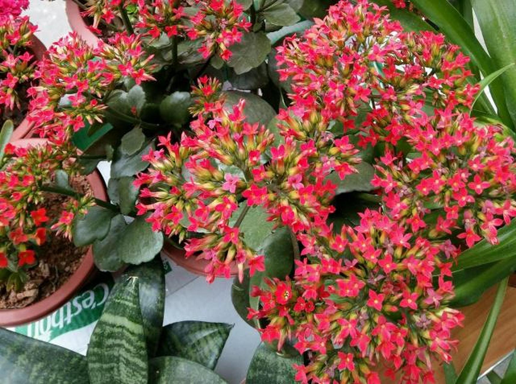 凤尾长寿花为什么不甩尾?