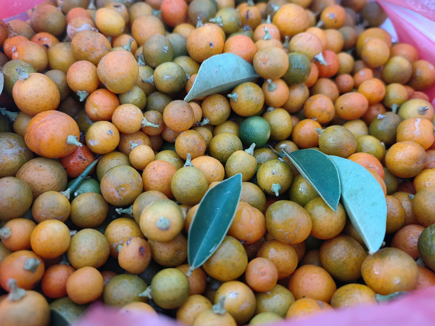 野生小金桔,野生于山间,年年开花结果果扁圆细小,略比冬豆大果皮橙黄