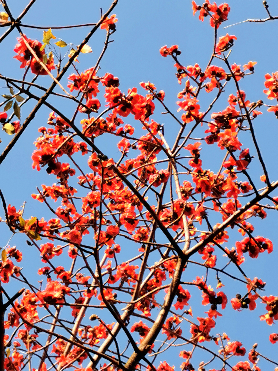 花园的几颗木棉树开花了,春天的脚步也越来越近了.