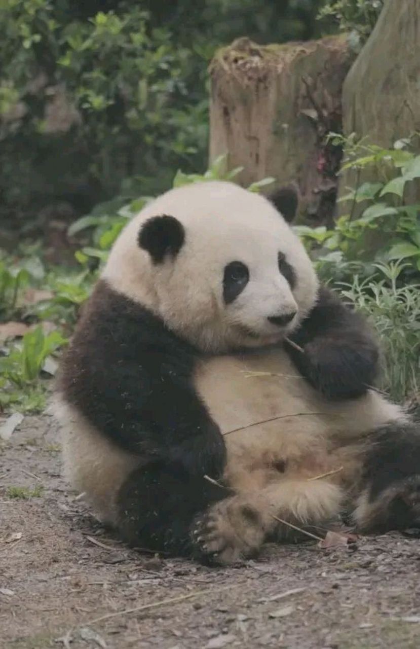 网友:花花应该是唯一的一只,坐着就可以把脑袋放在肚子上的大熊猫