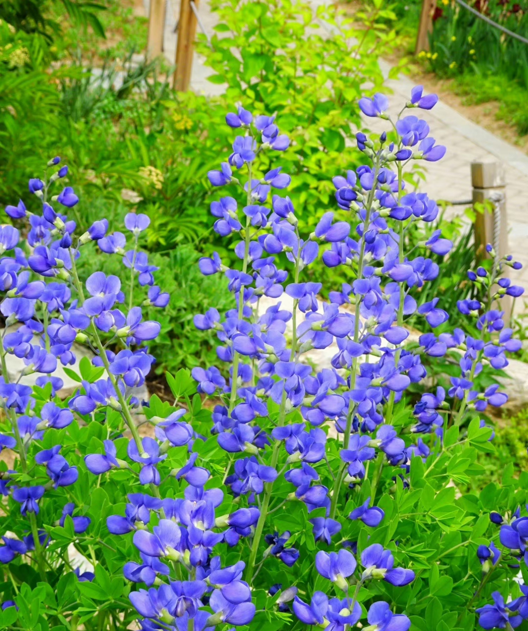 这好看的蓝色小花,叫南方巴帕迪豆.