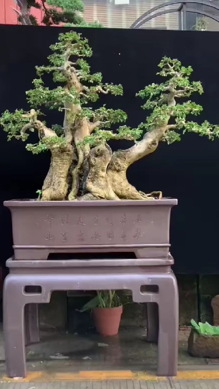 北方的朋友看过来哈!你们喜欢的盆景来喽!