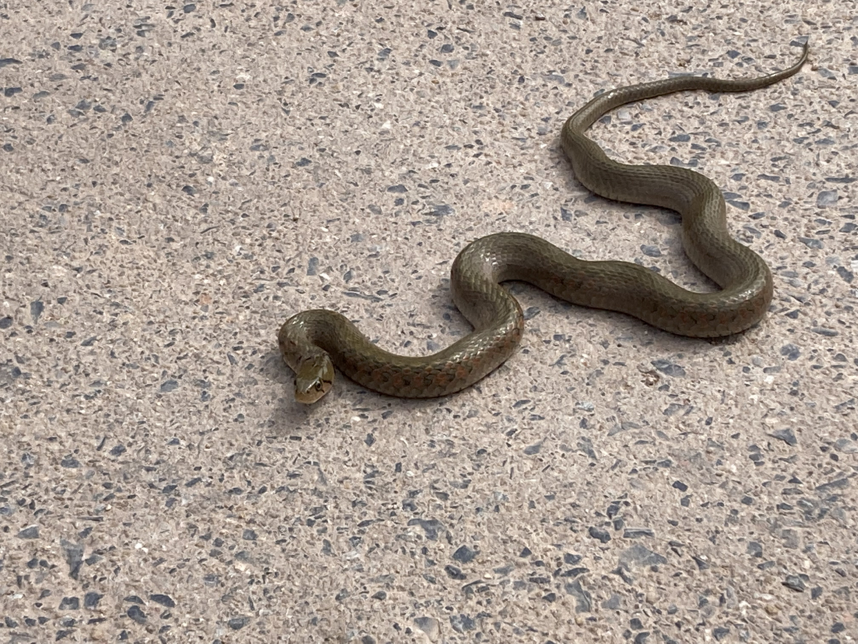 蛇过马路有多危险,遇到险恶的人类会长眠的